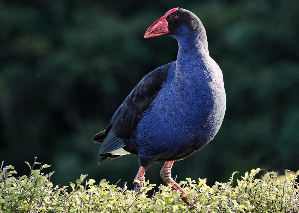 Criando um caimo-australasiano desde o ovo at a fase adulta